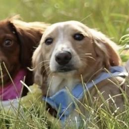 Dachshunds from Daily Sausage Kennels