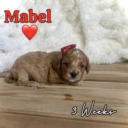 Mabel - Red female Cavapoo puppy in Runaway Bay, Texas from Green Ranch Doodles