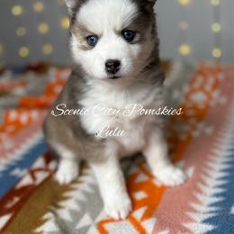 Lulu - Silver and white female Pomsky puppy in Rossville, Georgia from Scenic City Pomskies