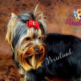 SHOSHO - Yorkshire Terrier