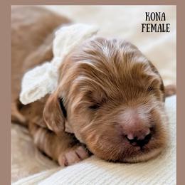 Kona - Red  female Goldendoodle puppy in Hilton, New York from The House of Goldendoodle