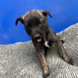 Boy 2 - Black brindle Dutch Shepherd puppy in Sierra Vista, Arizona from KnightWatch K-9