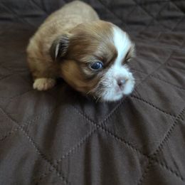 Amethyst - Sable and white female Shih Tzu puppy in Boston, Massachusetts from NFST IMPERIAL SHIHTZU PUPPIES