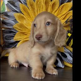Banana Split - Cream male Dachshund puppy in Floresville, Texas from Muddy River Dachshunds