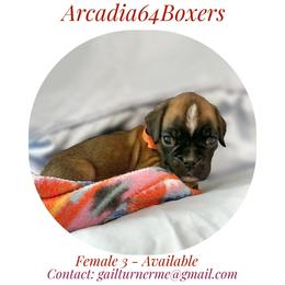 Female 3 - Fawn female Boxer puppy in Portland, Maine from Gail's Boxers