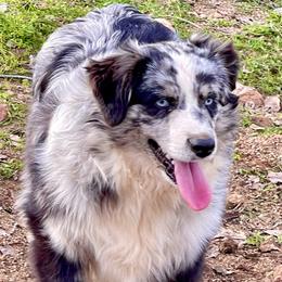 Murphy - Miniature Australian Shepherd
