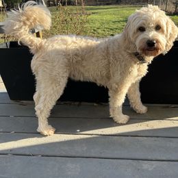 Heidi - Goldendoodle