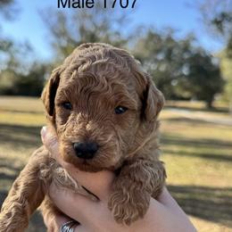 Thor - Red  male Goldendoodle puppy in Arcadia, Florida from KnuDawn Goldendoodles and Cavapoos