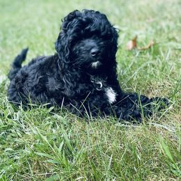 Poodle Puppies from Kindred Companions Toy Doodles