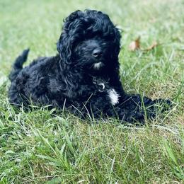 Poodle Puppies from Kindred Companions Toy Doodles