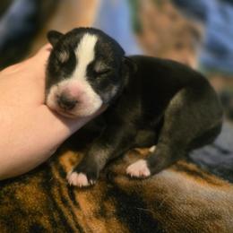 Black and tan boy - Black tan and white male Siberian Husky puppy in East Otto, New York from Howling Huskies