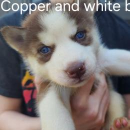Copper and White Boy 4 - Brown and white male Siberian Husky puppy in Jonesboro, Arkansas from L & A Animal House Siberian Huskies