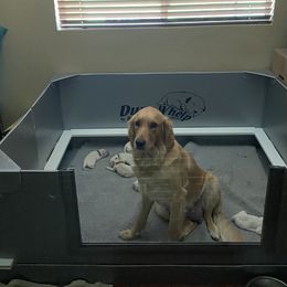 Roxy - Golden Retriever