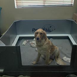 Roxy - Golden Retriever