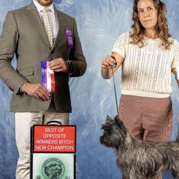 Australian Cattle Dogs, Cairn Terriers, and German Shorthaired Pointers from Macushla Kennel