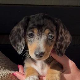 Pixie - Dapple female Dachshund puppy in Corona, California from M & M Doxies
