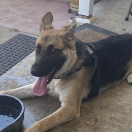 Knox - German Shepherd