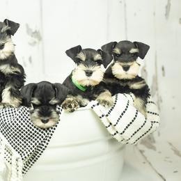 Miniature Schnauzer Puppies from Peach State Miniature Schnauzers