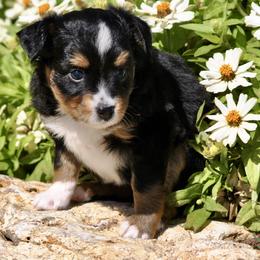 Liberty - Black tri female Toy Australian Shepherd puppy in Bixby, Oklahoma from Roeboat Aussies