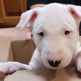 Bull Terriers and Miniature Bull Terriers from St George BTs and Omega MBTs