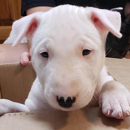 Bull Terriers and Miniature Bull Terriers from St George BTs and Omega MBTs