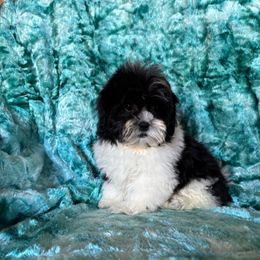 Junior - Black and white male Shihpoo puppy in Knoxville, Tennessee from Rocky Top Cavapoos