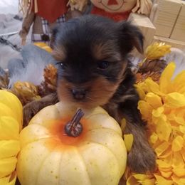 Yorkshire Terriers from Debbie's Yorkies