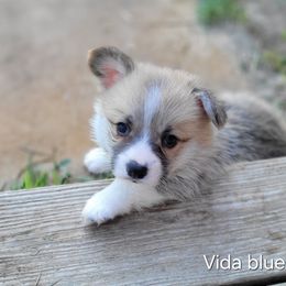 Vida Blue Boy - Red male Pembroke Welsh Corgi puppy in Fredericksburg, Texas from Hill Country Corgis