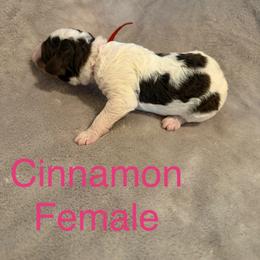 Cinnamon - Parti female Poodle puppy in Piqua, Kansas from Legacy Farms Standard Poodles