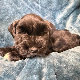 Landen (blue) - Black male Miniature Schnauzer puppy in Ravensdale, Washington from Serenity Schnauzers