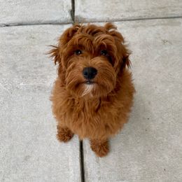 Sushi - Goldendoodle