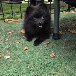 Boromir - Black male Pomeranian puppy in Boca Raton, Florida from Poms of The Shire