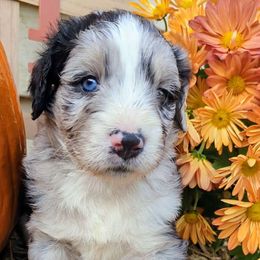 Sliver - Aussiedoodle puppy from Doodle Mountain
