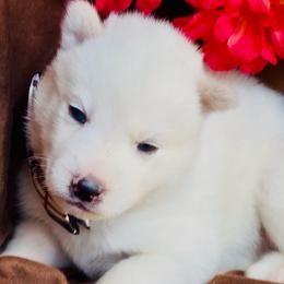 Yuko - White male Siberian Husky puppy in Atlanta, Georgia from Lobban Huskies