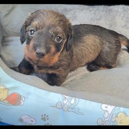 Emma - Wild boar female Dachshund puppy in Livingston, Kentucky from Illyria Dox & GSD