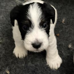 Ace - Tri-color male Russell Terrier puppy in Hollister, California from Oak Creek Jacks