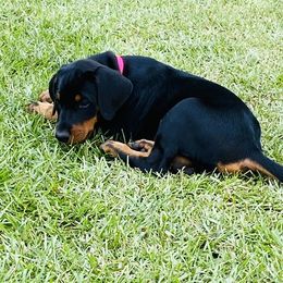 Doberman Pinscher Puppies from TeatreeDoberman