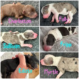 Aussiedoodle puppies from LolliPop Farms