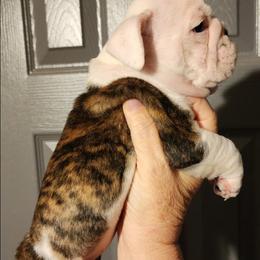 Bailey - Red brindle female Bulldog puppy in Cannon Falls, Minnesota from Pattys Boxers and Bulldogs