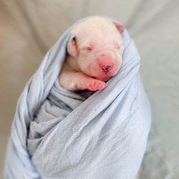 Ron Weasley - White and black male Dalmatian puppy in Whitwell, Tennessee from Rock a Dalmatian “RockADal”