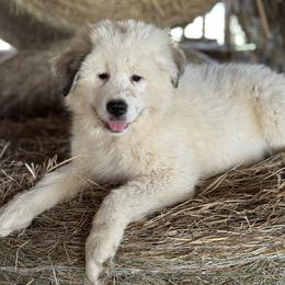 Girl 1 - female Great Pyrenees puppy in Leicester, North Carolina from Randall Glen Pyrenees