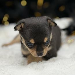 Five - Black and tan female Chihuahua puppy in Lee Center, New York from Alfheim-Andromeda Chihuahua's (A &A's)