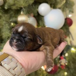 Milo - Gold and white male Shih Tzu puppy in Northridge, California from Our ShihTzu Family