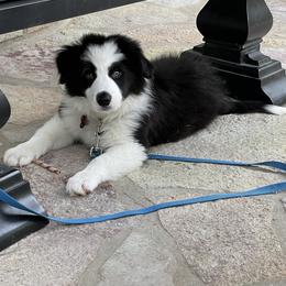 Border Collie Puppies from Ferguson Border Collies