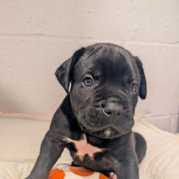 Light purple - Black male Cane Corso puppy in Va Beach, Virginia from Guardian Corso's