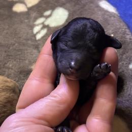 Ozzy - Black female Goldendoodle puppy in Rising Sun, Indiana from Ruby Lane Doodles