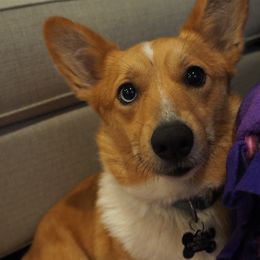 Winnie - Pembroke Welsh Corgi
