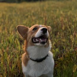 Phoenix - Pembroke Welsh Corgi
