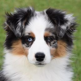 Echo - Miniature American Shepherd