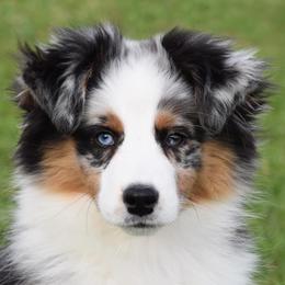 Echo - Miniature American Shepherd